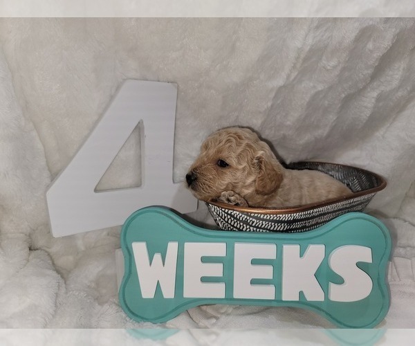 Medium Photo #10 Goldendoodle (Miniature) Puppy For Sale in LANETT, AL, USA