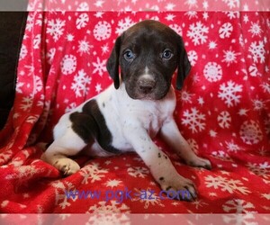 German Shorthaired Pointer Puppy for sale in PHOENIX, AZ, USA