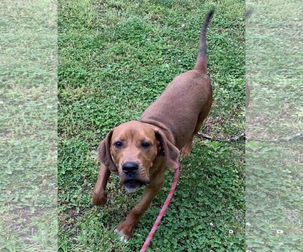Medium Photo #4 Plott Hound-Redbone Coonhound Mix Puppy For Sale in Cookeville, TN, USA
