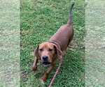 Small #3 Plott Hound-Redbone Coonhound Mix
