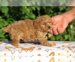 Small #16 Poodle (Toy)