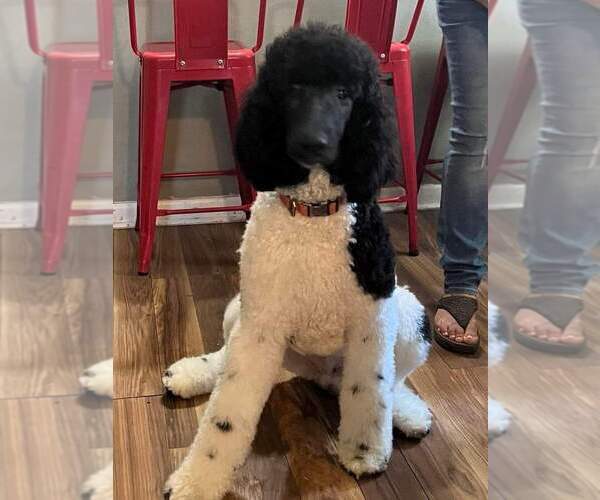 Medium Photo #1 Poodle (Standard) Puppy For Sale in COTTONWOOD, AL, USA
