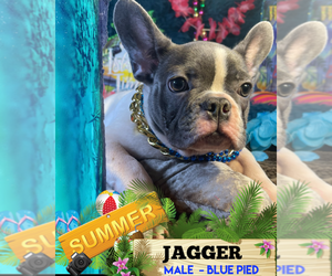 French Bulldog Puppy for sale in HEATHROW, FL, USA