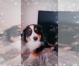 Australian Shepherd Puppy for sale in LEXINGTON, NE, USA