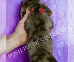 Small #5 Dachshund