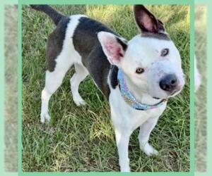 American Pit Bull Terrier Dogs for adoption in Conroe, TX, USA