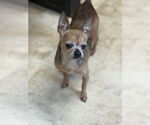 Small Chihuahua Mix