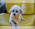 Buttons - Female Bichpoo Puppy for Sale - Photo #4