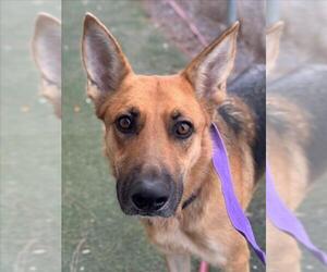 German Shepherd Dog Dogs for adoption in Woodland, CA, USA