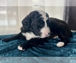 Small Photo #8 Miniature Australian Shepherd-Miniature Bernedoodle Mix Puppy For Sale in BLUE SPRINGS, MO, USA