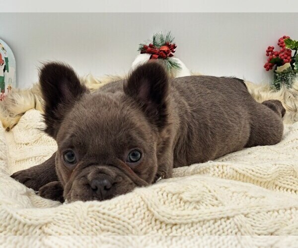 Medium Photo #2 French Bulldog Puppy For Sale in TOPEKA, IN, USA