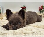 Small Photo #2 French Bulldog Puppy For Sale in TOPEKA, IN, USA
