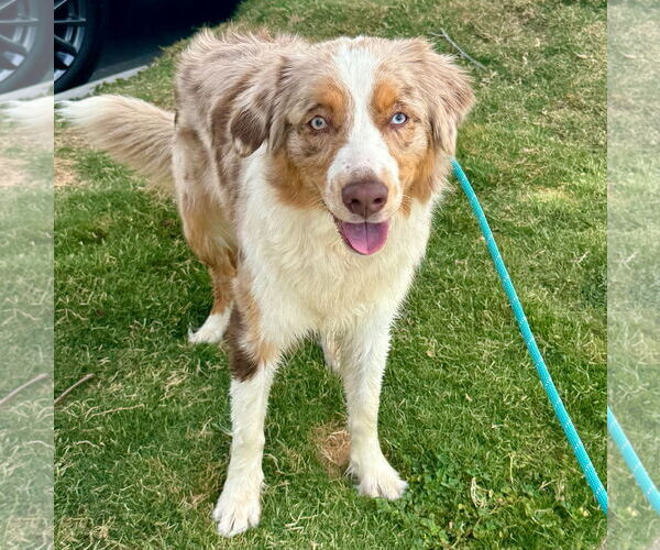 Medium Photo #3 Australian Shepherd Puppy For Sale in Newport Beach, CA, USA