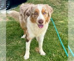 Small #2 Australian Shepherd