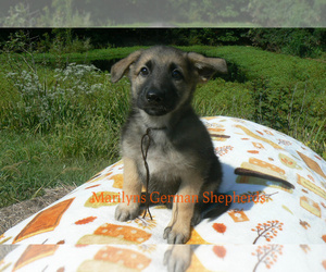 German Shepherd Dog Puppy for Sale in PIEDMONT, Missouri USA