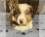 Small Photo #31 Australian Shepherd Puppy For Sale in SALISBURY, NC, USA