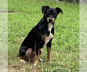 Maddox - Male Miniature Pinscher-Unknown Mix Dog for Adoption - Photo #4