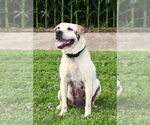 Small American Pit Bull Terrier-Chinese Shar-Pei Mix