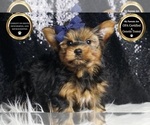 Small #5 Yorkshire Terrier