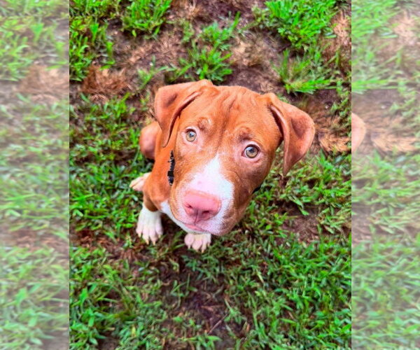 Medium Photo #2 Mutt Puppy For Sale in Spotsylvania, VA, USA