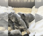 Small Photo #31 French Bulldog Puppy For Sale in TRENTON, TX, USA