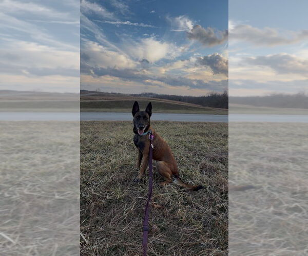 Medium Photo #3 Mutt Puppy For Sale in Imlay City, MI, USA