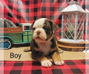 Olde English Bulldogge Puppy for sale in CAMARGO, KY, USA