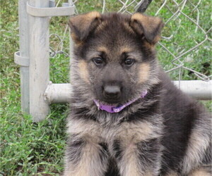 German Shepherd Dog Puppy for sale in COLUMBUS, NE, USA