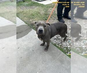 American Pit Bull Terrier Dogs for adoption in Ocala, FL, USA