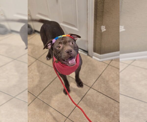 Medium Photo #10 American Staffordshire Terrier Puppy For Sale in Rosenberg, TX, USA