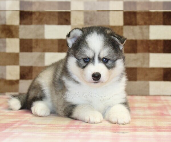 Medium Photo #2 Pomsky Puppy For Sale in DENVER, PA, USA