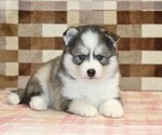 Small #1 Pomsky