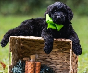 Goldendoodle Puppy for sale in SUTHERLAND, VA, USA