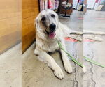 Small #1 Great Pyrenees