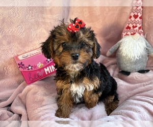 Shih-Poo Puppy for sale in CENTER HILL, FL, USA