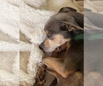 Small #6 Chihuahua