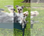 Small #9 Poodle (Toy) Mix