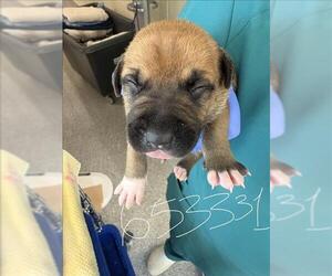 Labrador Retriever Dogs for adoption in Houston, TX, USA