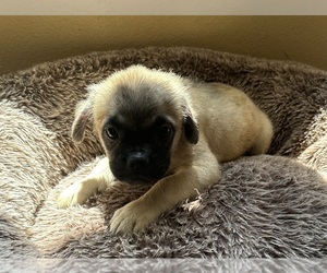 French Bulldog Puppy for sale in DISCOVERY BAY, CA, USA