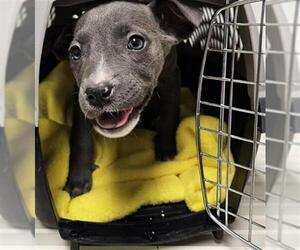 Mutt Dogs for adoption in Bakersfield, CA, USA