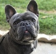 Small Photo #1 French Bulldog Puppy For Sale in REDLANDS, CA, USA