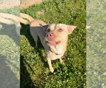 Small #6 American Staffordshire Terrier-Labrador Retriever Mix