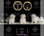 Small Photo #92 Maltipoo (Miniature) Puppy For Sale in WARSAW, IN, USA