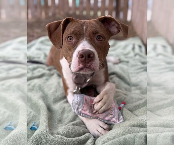 Medium Photo #15 Mutt Puppy For Sale in Philadelphia, PA, USA