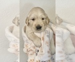 Small Photo #8 English Cream Golden Retriever Puppy For Sale in HANFORD, CA, USA