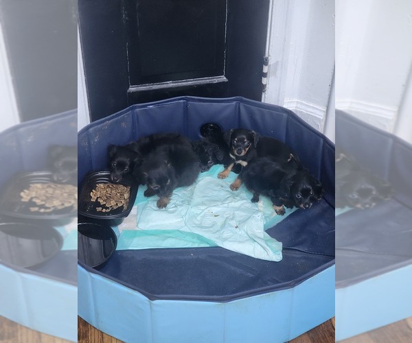 Medium Photo #5 Dachshund Puppy For Sale in DETROIT, MI, USA