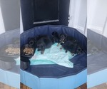 Small #4 Dachshund