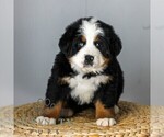 Small #3 Bernese Mountain Dog