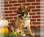 Small Photo #5 Puggle Puppy For Sale in RICHLAND, PA, USA