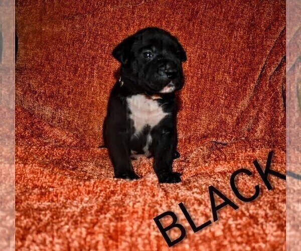 Medium Photo #3 Presa Canario Puppy For Sale in PHILADELPHIA, PA, USA